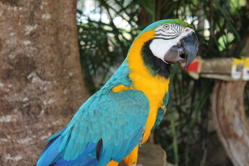 blue and yellow macaw