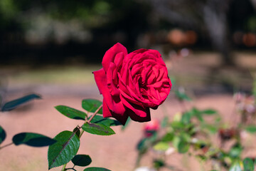 Red Roses on a bush in a garden. Russia.