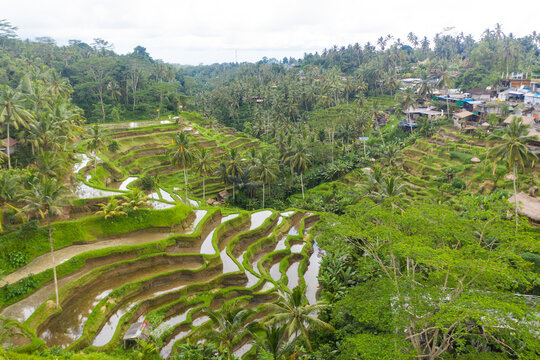 Aerial view of terraced rice fields near a village in rainforest in Bali, Indonesia Lush green paddy field plantations full of water on the hill in the jungle