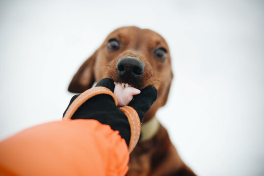 Woman In Orange Jacket  Playing With Dog In Winter.