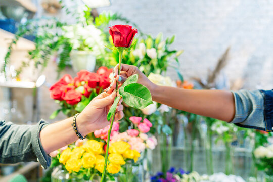 man handing a pretty rose to his partner