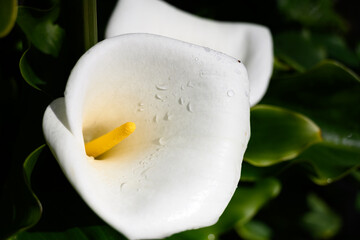Calla Lily Bloom and Water Droplets