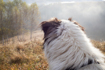 white dog in rural landscape