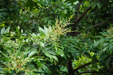 Dimocarpus longan flower (also called longan, Lengkeng, kelengkeng, mata kucing, longan, Dimocarpus longan) leaves on the nature