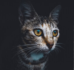 portrait of a cat