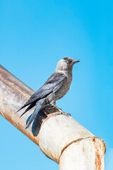 The western jackdaw on a rusty metal pipe against a blue sky