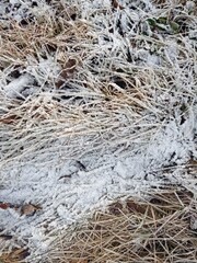 First snow on green grass, winter is coming