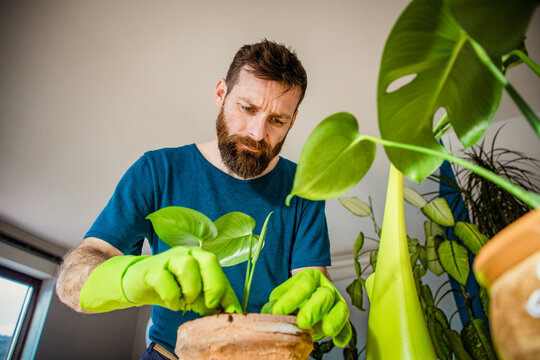 planting houseplants indoors home gardening