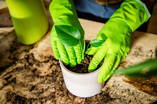 planting houseplants indoors home gardening