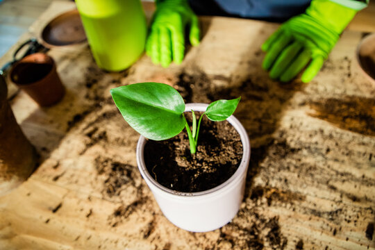 planting houseplants indoors home gardening