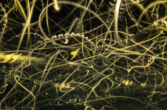 Long Exposure of 1000's of Insects Flight Patterns