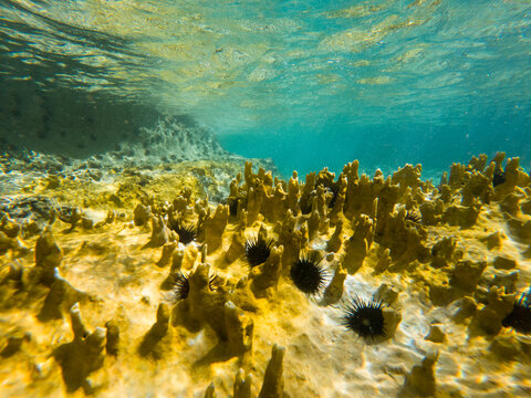 Scuba Shots of Sea Urchins and Reefs