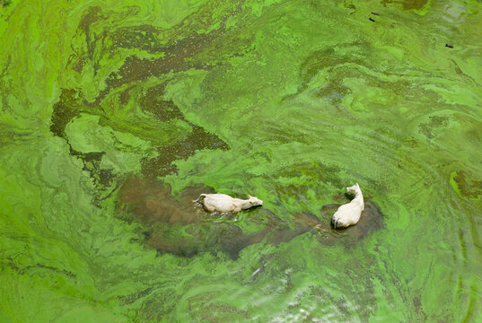 Cows Cooling Off in Green Pond