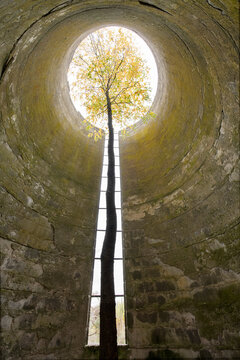 A Tree Grows Up Through a Tall Abandoned Silo