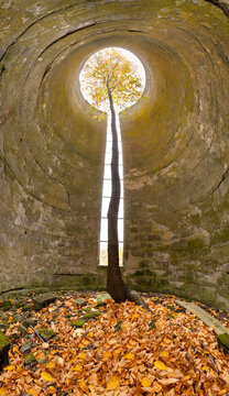 A Tree Grows Up Through a Tall Abandoned Silo