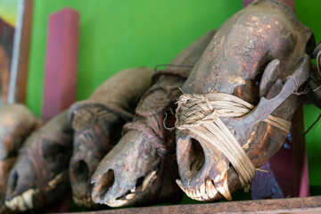 Skulls of animals on display in Mindat Museum, Myanmar