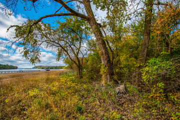 Fototapeta premium Autumn colored trees in a grassy meadow beside the Mississippi river in Alton Illinois