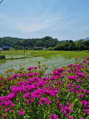 Country garden with pink Moss Phlox