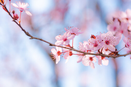 Macro photo of almond blossoms