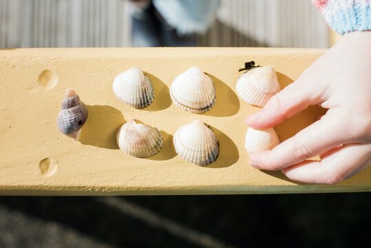 child's hand choosing a sea shell from their collection of treasures