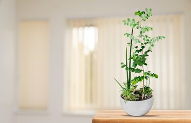 A plant flower in a ceramic pot stands on the table at home.