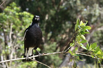 Australian magpie parching on the branch