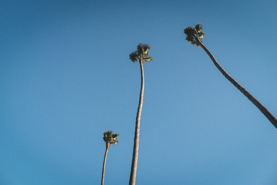 Three Skinny Palm Trees Against a bright Blue Cloudless Sky