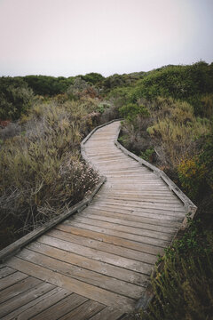 Wooden Walkway leads through elfin forest
