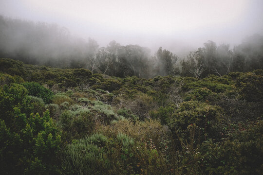Early Morning Fog and mist settle on coastal woods