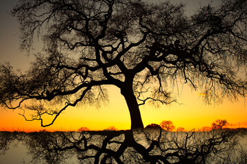 Quejigo, Sun rays at sunset (Quercus faginea). Spring. S