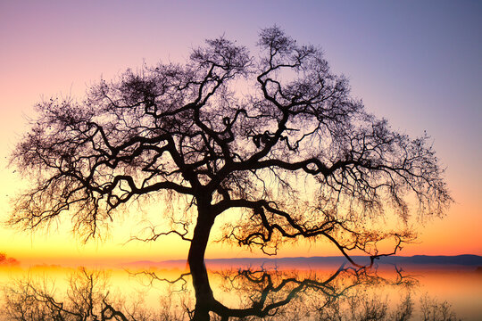 Sun rays at sunset, Quejigo,  (Quercus faginea). Spring. S