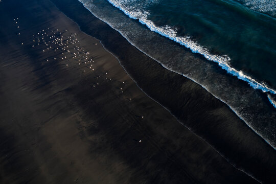 Shoreline of ocean with flock of birds