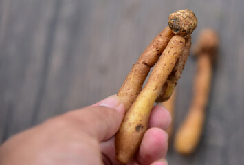 Boesenbergia rotunda, commonly known as Chinese keys, fingerroot, lesser galangal or Chinese...