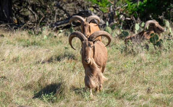 Aoudad Rams