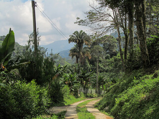 Obraz premium trees in the garden