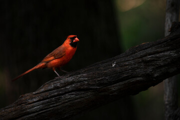Cardinal Resting on Branch