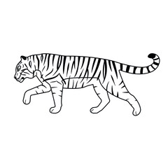 Fototapeta na wymiar Vector flat hand drawn outline tiger isolated on white background