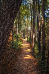 Obraz premium Forest Path