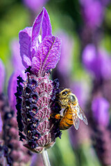Bee on Lavender