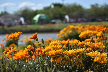Parque laguna Río Colorado