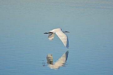 Great Egret - Ardea alba