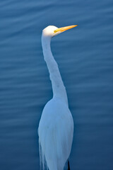 Great Egret - Ardea alba