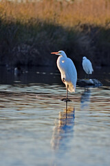 Great Egret - Ardea alba