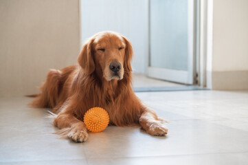 Golden Retriever and its toy ball