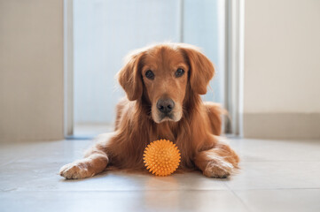 Golden Retriever and its toy ball