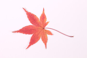 白背景のモミジの押し葉