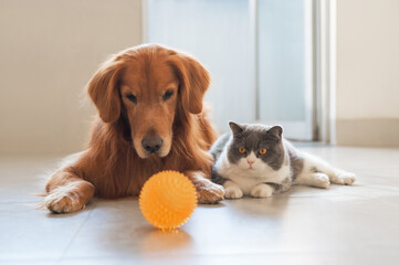 British Shorthair and Golden Retriever looking at toy ball