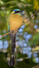 Blue-Crowned Motmot (Momotus momota)