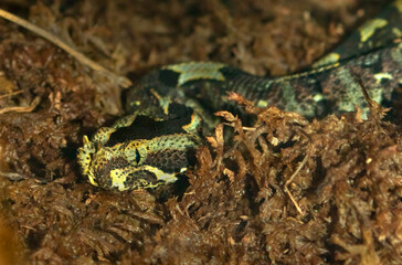 Rhinoceros Viper (Bitis nasicornis) Close Up