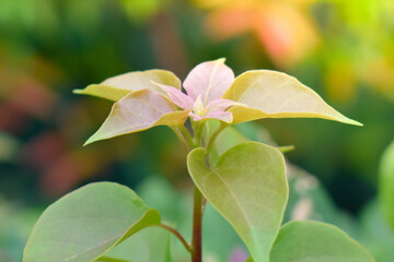 Beautiful Green leaves pattern background.